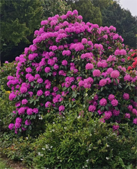 Ein Platz für Oleander, Kamelie und Hibiskus - Wählergemeinschaft regt Spende für Neugestaltung des Gastronomiebereiches am Wiesensee an